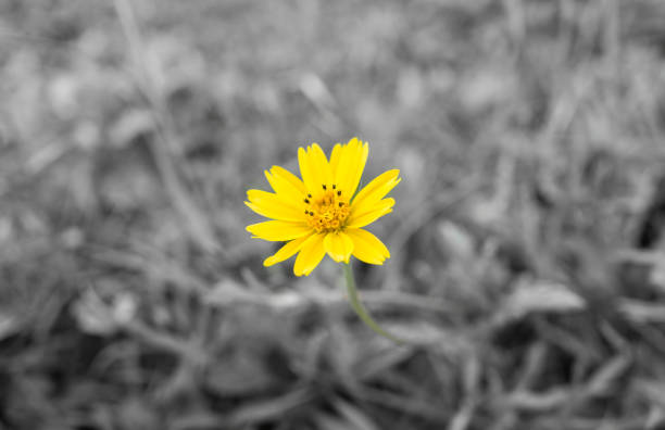 istock Yellow flowers,Spring background with beautiful yellow flowers 1187122802