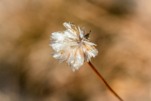 Macro close up of a withered but still beautiful alpine thrift (Ameria alpina) in autumn, isolated with blurry brown bokeh background