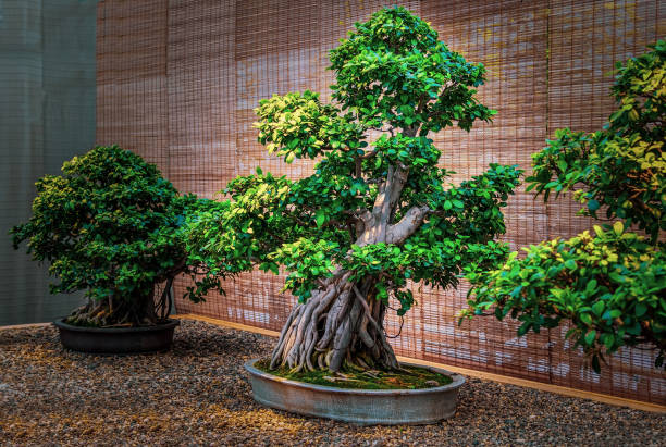 Bonsai tree. Beautiful small pipal tree Bonsai tree. Beautiful small rubber tree in interior chinese banyan bonsai stock pictures, royalty-free photos & images