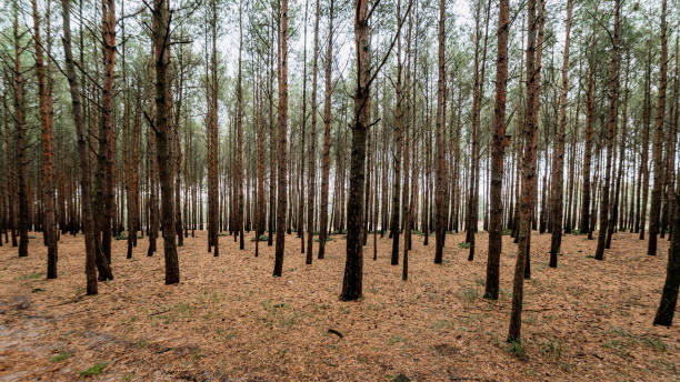 istock View of the spruce forest 1187126787