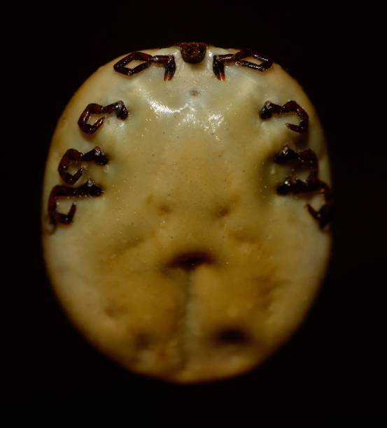 340+ Fotos, Bilder und lizenzfreie Bilder zu Rickettsien Fotos iStock