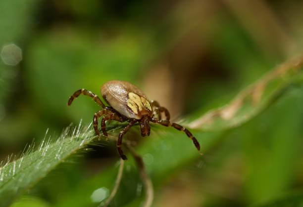 Rickettsiose Fotos Bilder und Stockfotos iStock