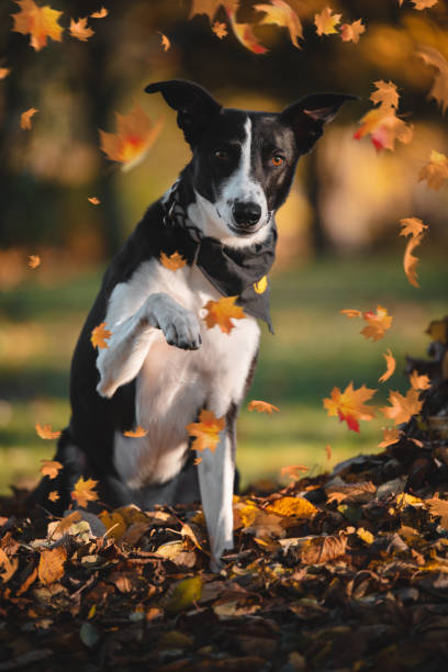 istock Dog posing in Autumn 1187132207