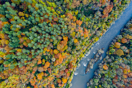 Aerial view of the Autumn leaves and colours at River Wye, Symonds Yat, Herefordshire, Midlands, England, UK