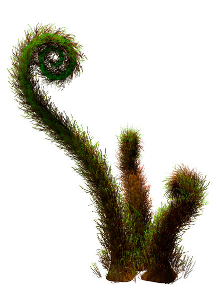 3D rendering of a crozier fern plant isolated on white background