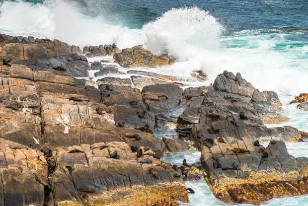 Kangaroo Island coastal view with Fur Seals on the rocks, South Australia