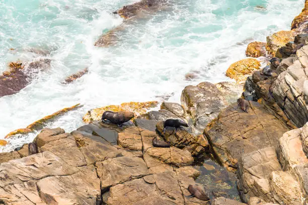 Kangaroo Island coastal view with Fur Seals on the rocks, South Australia