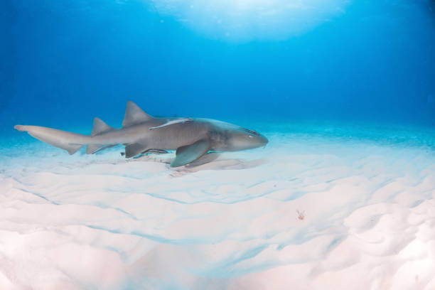 istock Nurse shark at the Bahamas 1187138062
