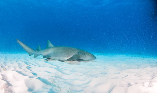 istock Nurse shark at the Bahamas 1187138117