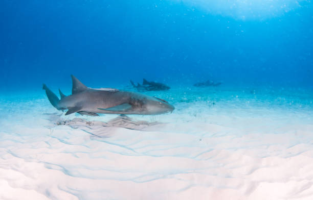 istock Nurse shark at the Bahamas 1187138180