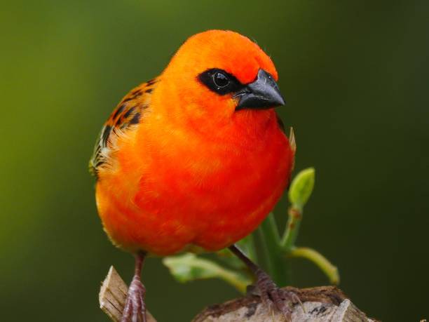 istock Red Fody bird perched on tree branch 1187138341