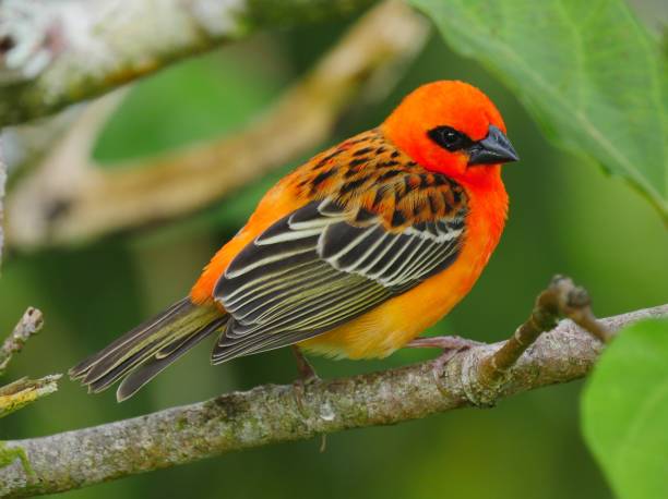 istock Red Fody bird perched on tree branch 1187138411