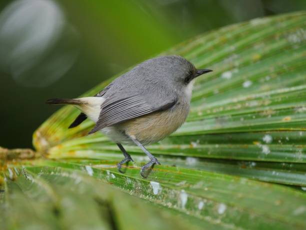 istock Cute Gray bird perched in natural environment 1187138541