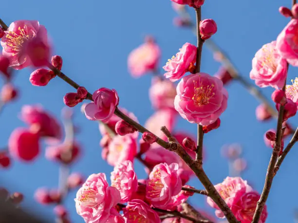 Plum blossoms come out in March.