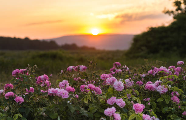 istock Tea rose flowers in the sunset light. 1187139986