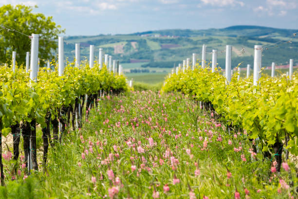 kwiatowe odstępy w ekologicznej winnicy w pobliżu velke bilovice, morawy, czechy - napa grape vineyard vine zdjęcia i obrazy z banku zdjęć