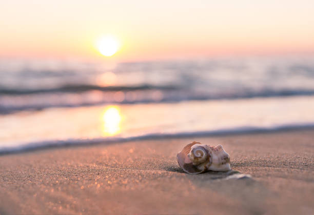 istock Beautiful small shell on the sandy seashore Sandy sea beach. 1187140179