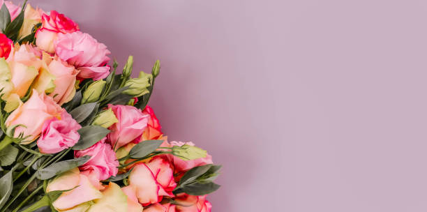 istock fresh rose flowers on gray 1187142380