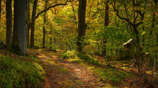 promenade d'automne à travers le bois de morralee - northumberland photos et images de collection
