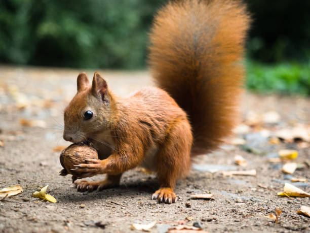 istock Braue's squirrel holds a walnut in the front paws. 1187145412