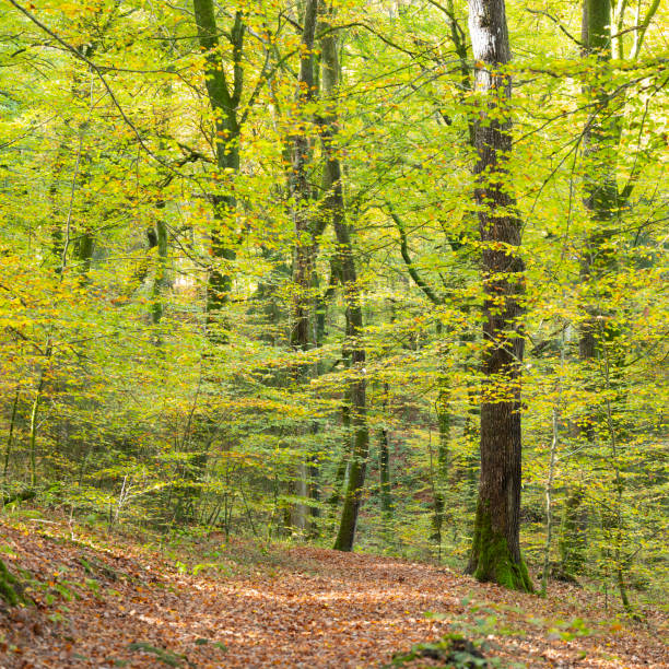 istock leaves of beech trees in forest during early autumn 1187146510