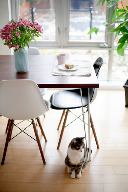 istock Domestic cat in a dining room 1187146666