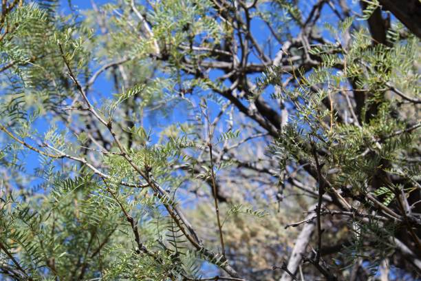 istock PROSOPIS GLANDULOSA - JOSHUA TREE NP - 101819 B 1187146704