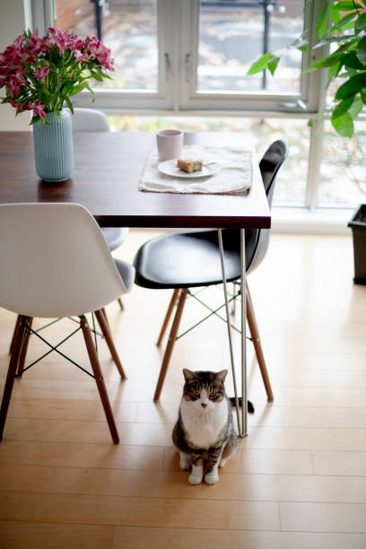 istock Domestic cat in a dining room 1187146748