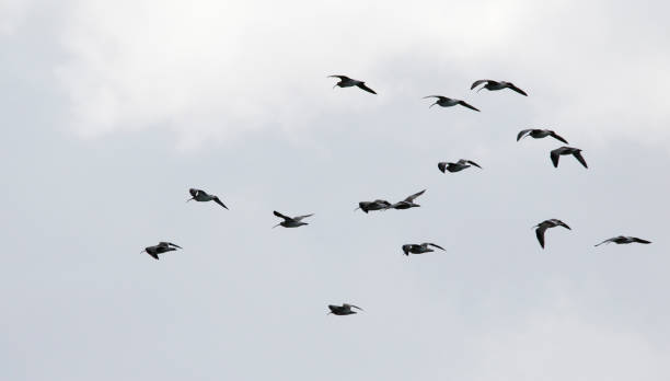 istock Eurasian Curlew (Numenius arquata) in flight 1187146813