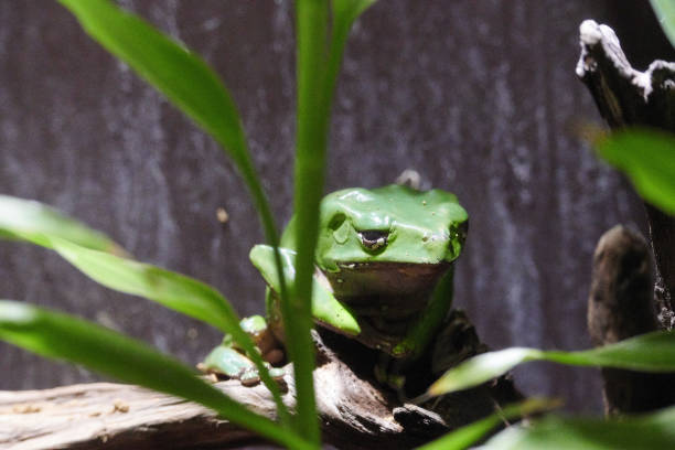 Green frog in the aquarium