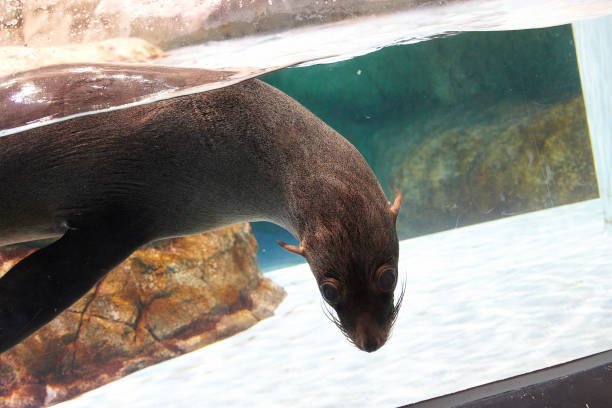 istock Fur seal in the aquarium 1187146907