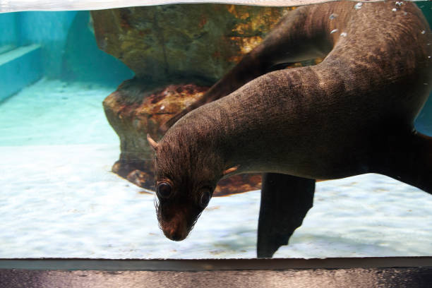 istock Fur seal in the aquarium 1187146912