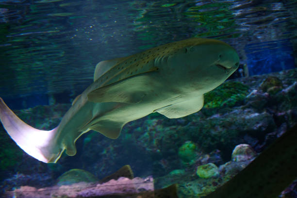 istock Marine organism in the aquarium 1187146929