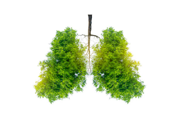 istock Lung green tree-shaped images, medical concepts, autopsy, 3D display and animals as an element 1187146938