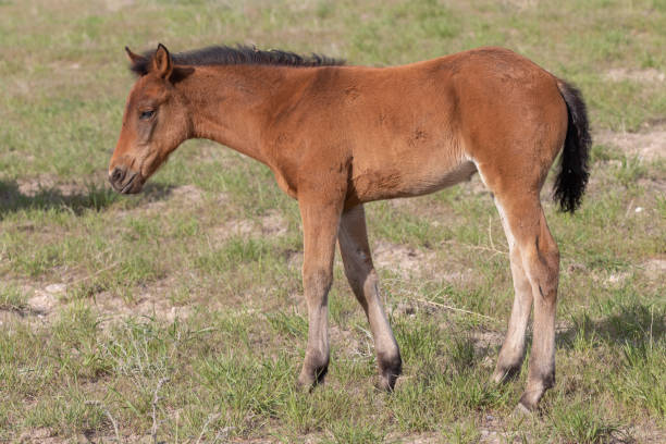 istock Cute wild Horse Foal in Spring 1187147907