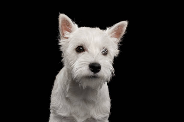 istock West Highland White Terrier on isolated black background 1187148063