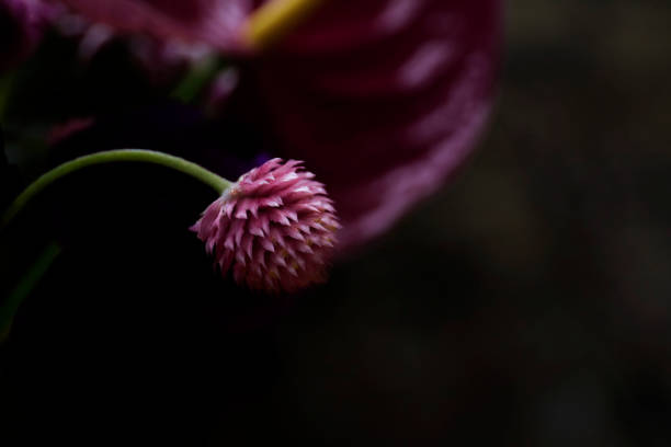 Purple color ornamental onion (Allium bulgaricum)