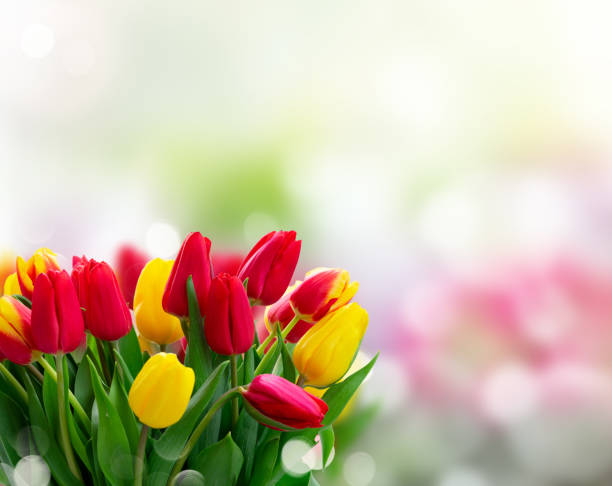istock fresh tulips flowers 1187149279