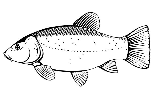 Tench fish black and white Realistic tench fish in black and white isolated illustration, one freshwater fish on side view tinca tinca stock illustrations