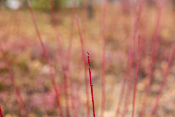 istock Beijing natural scenery in autumn 1187149427