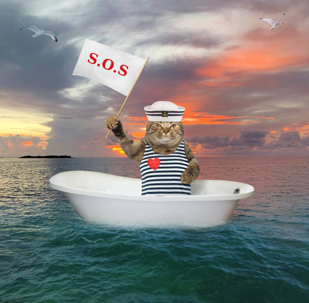 istock Cat drifting on sea in bathtub 1187149746