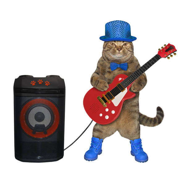 istock Cat in blue hat plays electric guitar 1187149747