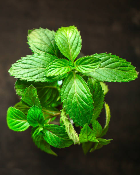istock mint, fragrant green petals (food decoration) menu concept. food background. copy space. Top view 1187149775