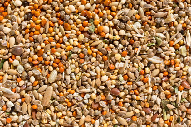 istock Bird seeds texture. Healthy cereal mixture for budgerigar, angle view background. 1187153384