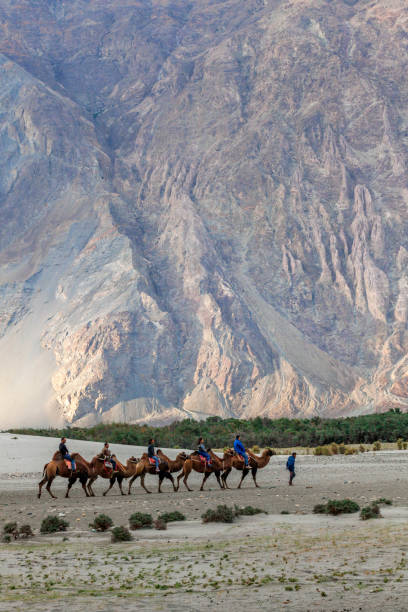 i turisti cavalcano i cammelli nel villaggio di hunder nella valle di nubra, nella regione del ladakh, in india - india travel journey camel foto e immagini stock