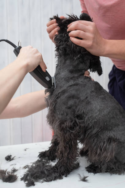 istock Grooming black small schnauzer with hair clipper 1187156756