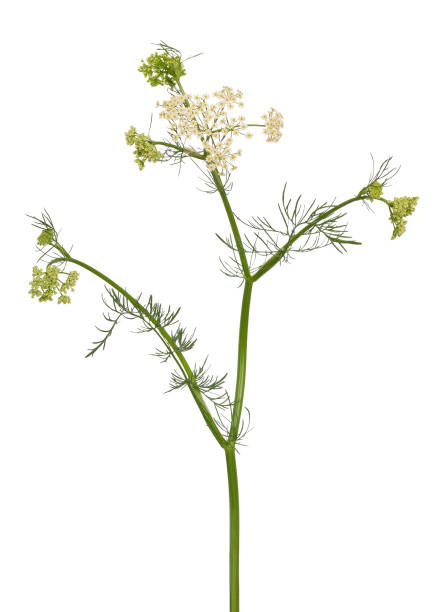 istock Meum athamanticum flower 1187156855
