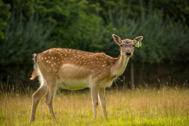 istock Spotted roe deer grazing in grassland 1187157552
