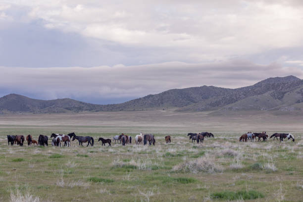 istock Wild Horses in Utah in Springtime 1187157887