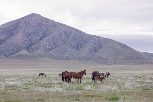 istock Wild Horses in Utah in Springtime 1187158429